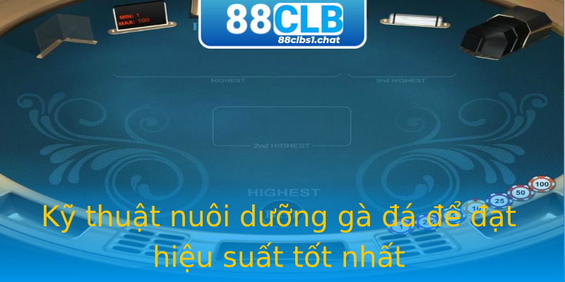 Kỹ thuật nuôi dưỡng gà đá để đạt hiệu suất tốt nhất
